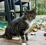 {{brizy_dc_image_alt imageSrc=