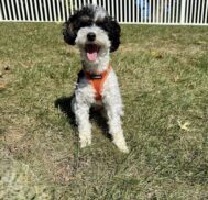 {{brizy_dc_image_alt imageSrc=