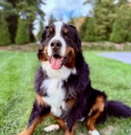 {{brizy_dc_image_alt imageSrc=